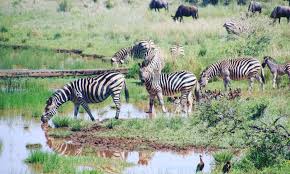Lake Mburo National Park