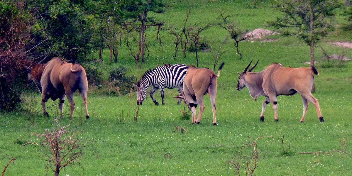 Wildlife Species in Lake Mburo National Park