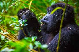 Mountain Gorilla Food