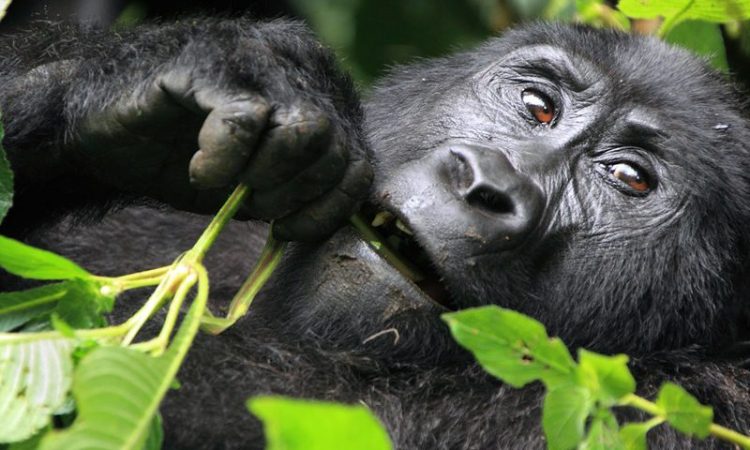 About Mountain Gorilla Feeding