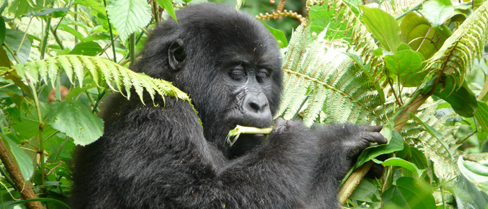 Mountain Gorilla Food