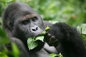Primary Foods in the Mountain Gorilla Diet
