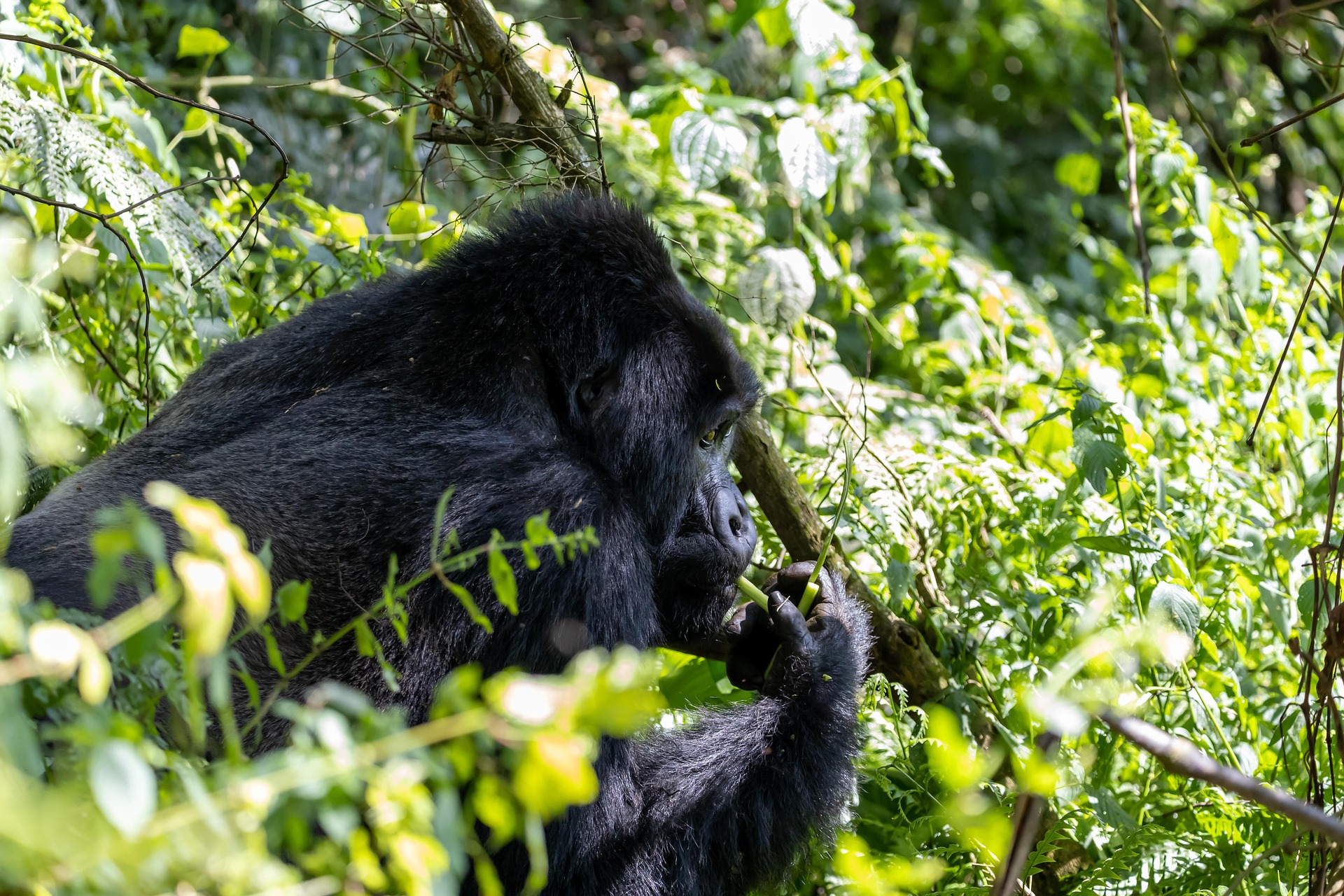 Mountain Gorilla Chain
