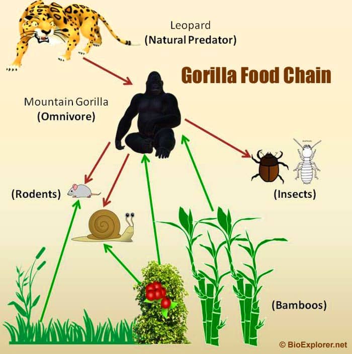 Mountain Gorilla Food Web