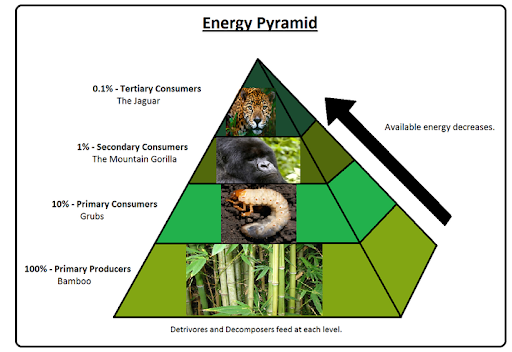 Mountain Gorilla Food Web
