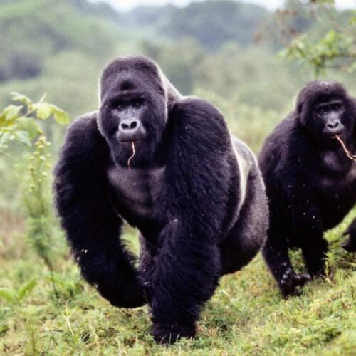 10 Days Uganda Gorilla Tour
