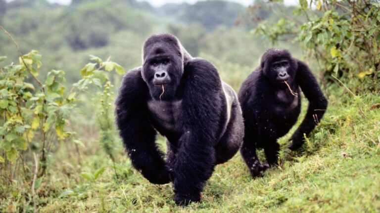10 Days Uganda Gorilla Tour