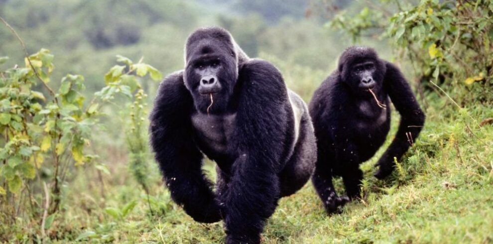 10 Days Uganda Gorilla Tour