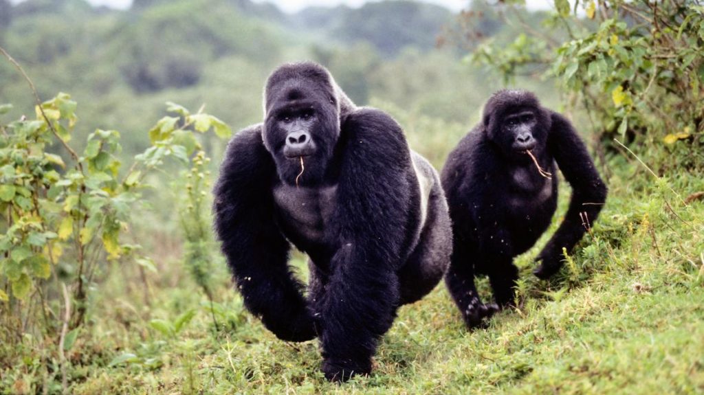 10 Days Uganda Gorilla Tour