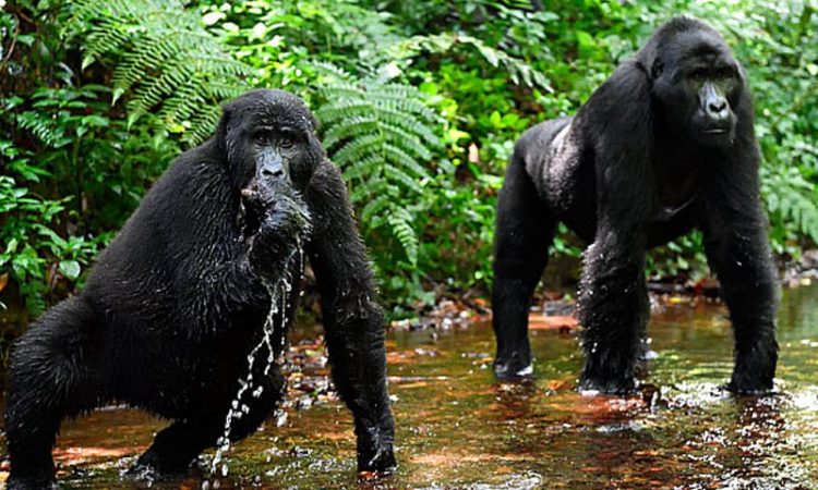 Bwindi Gorilla Trekking Safaris