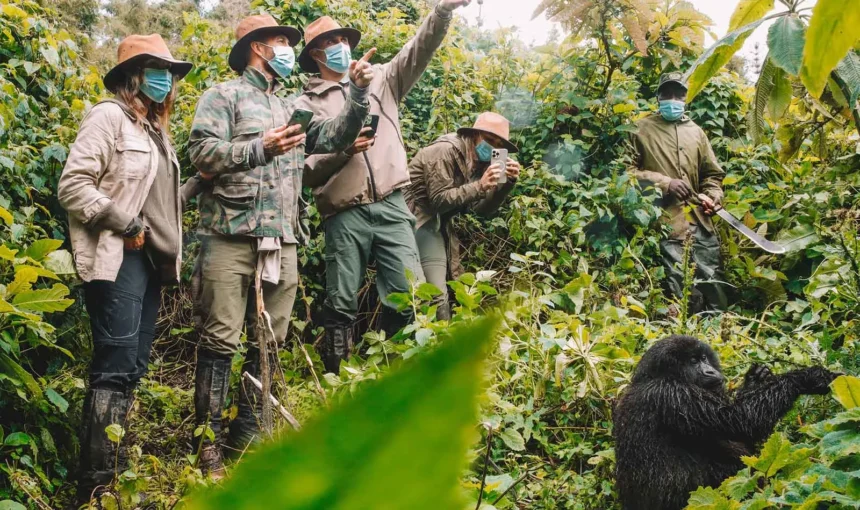 Uganda Gorilla Safari Cost