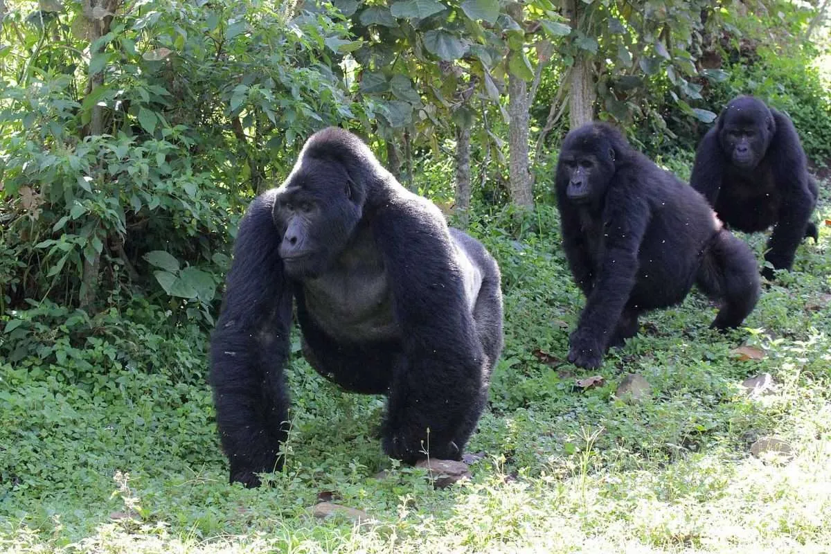Bwindi Gorilla Trekking Safaris