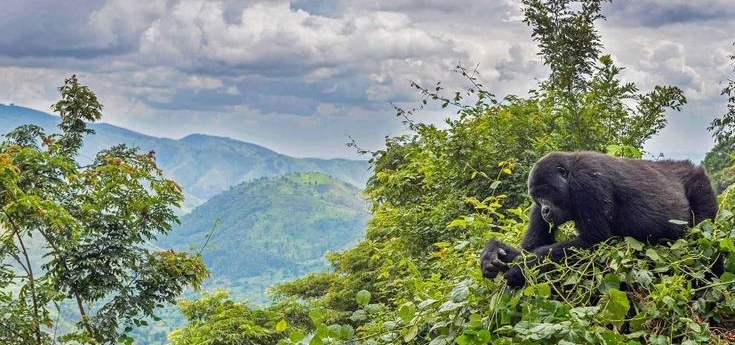Bwindi Gorilla Trekking Safaris