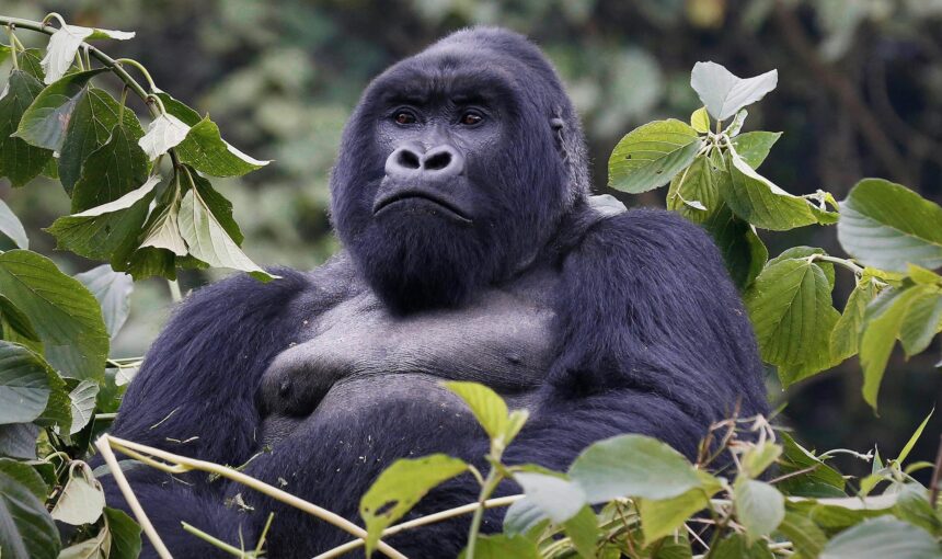 Which Country Is Better for Gorilla Trekking: Uganda or Rwanda?
