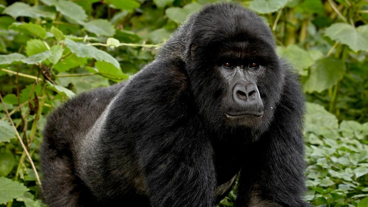 Uganda Gorilla Trekking Tours