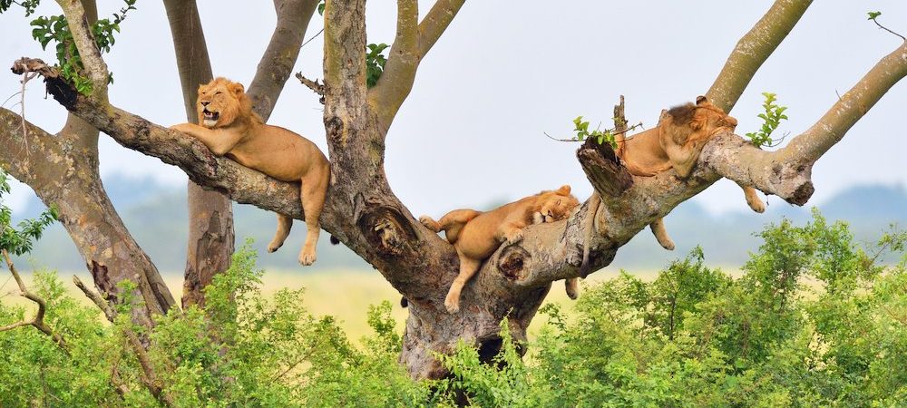 Uganda Wildlife Safaris | GoSilverback Safaris