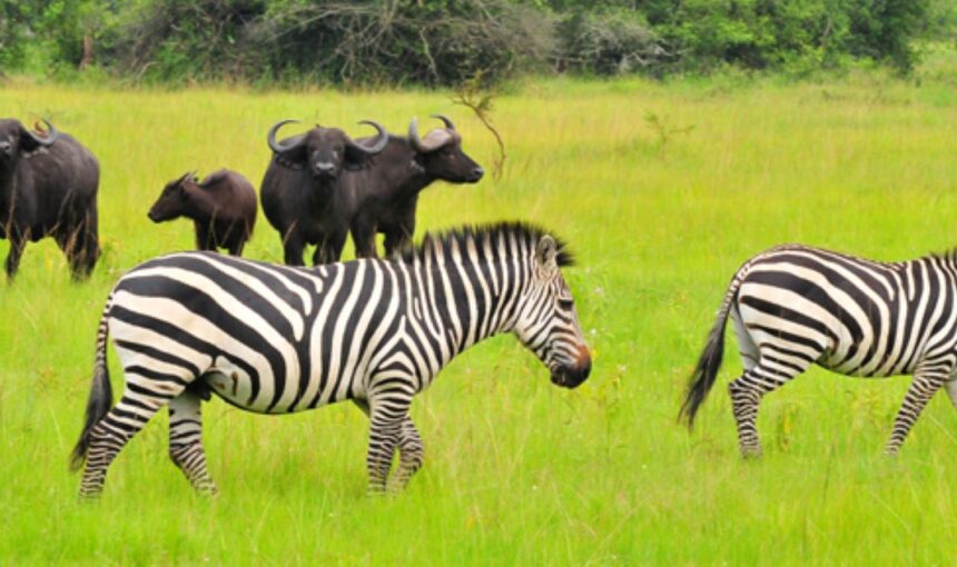 Uganda Wildlife Safaris
