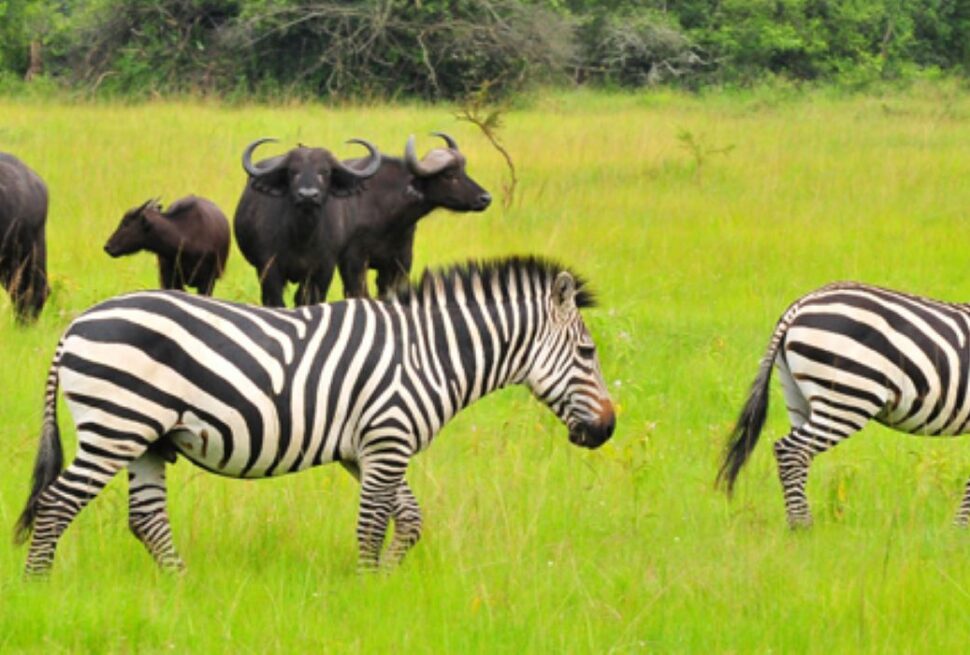 Uganda Wildlife Safaris | GoSilverback Safaris