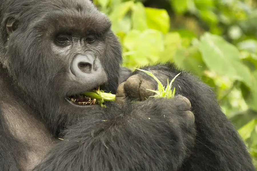What Do Mountain Gorillas Eat?