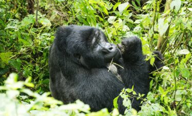 15 Days Uganda Gorilla Safari