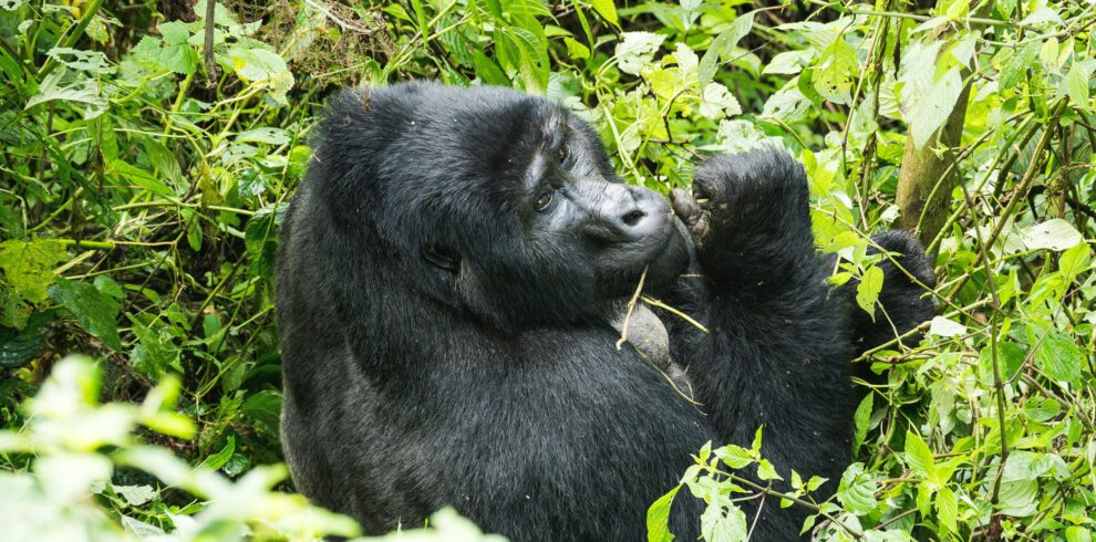 15 Days Uganda Gorilla Safari