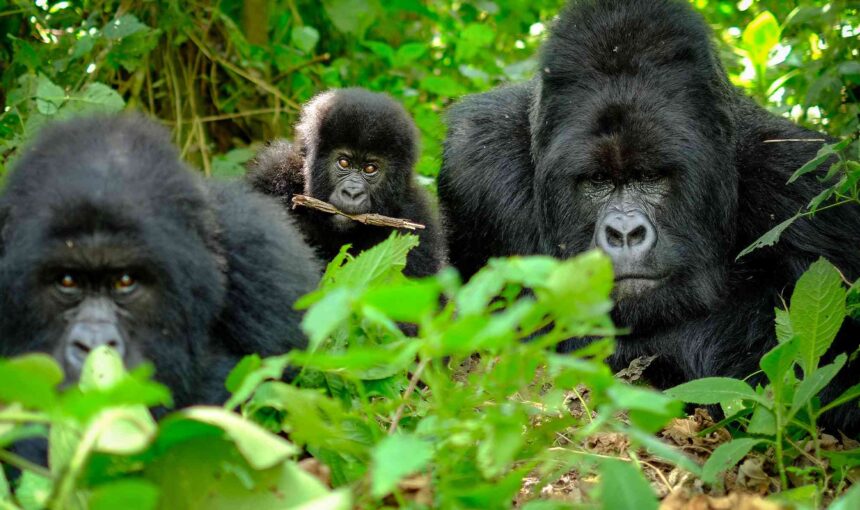 Best Time to Visit Uganda Gorillas