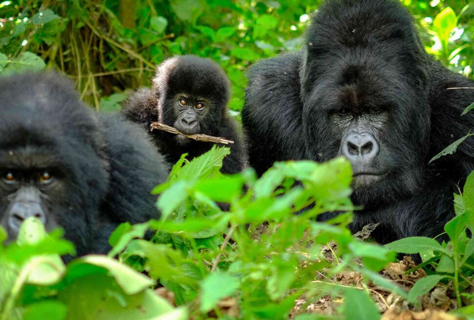 Best Time to Visit Uganda Gorillas