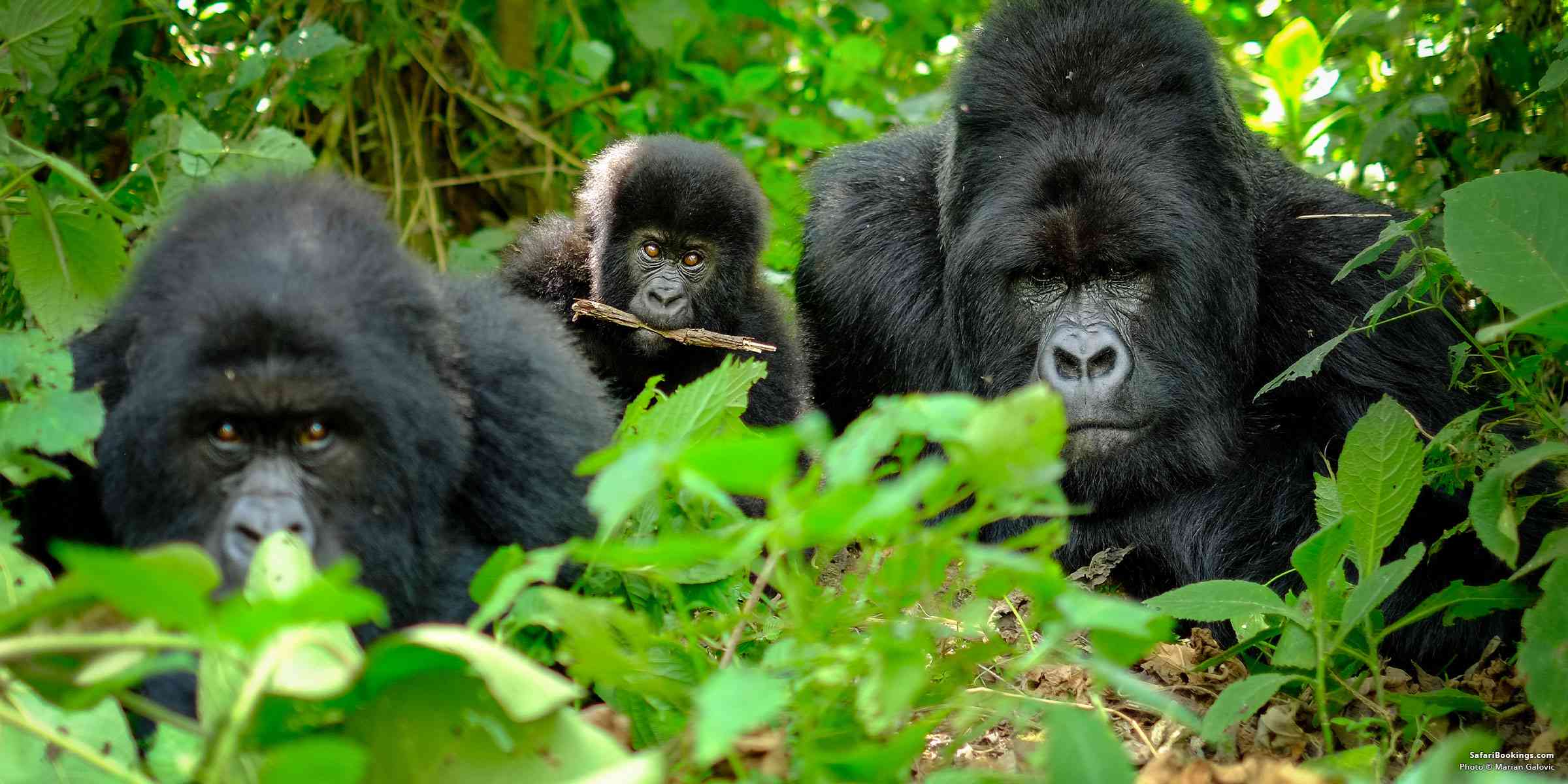 Best Time to Visit Uganda Gorillas