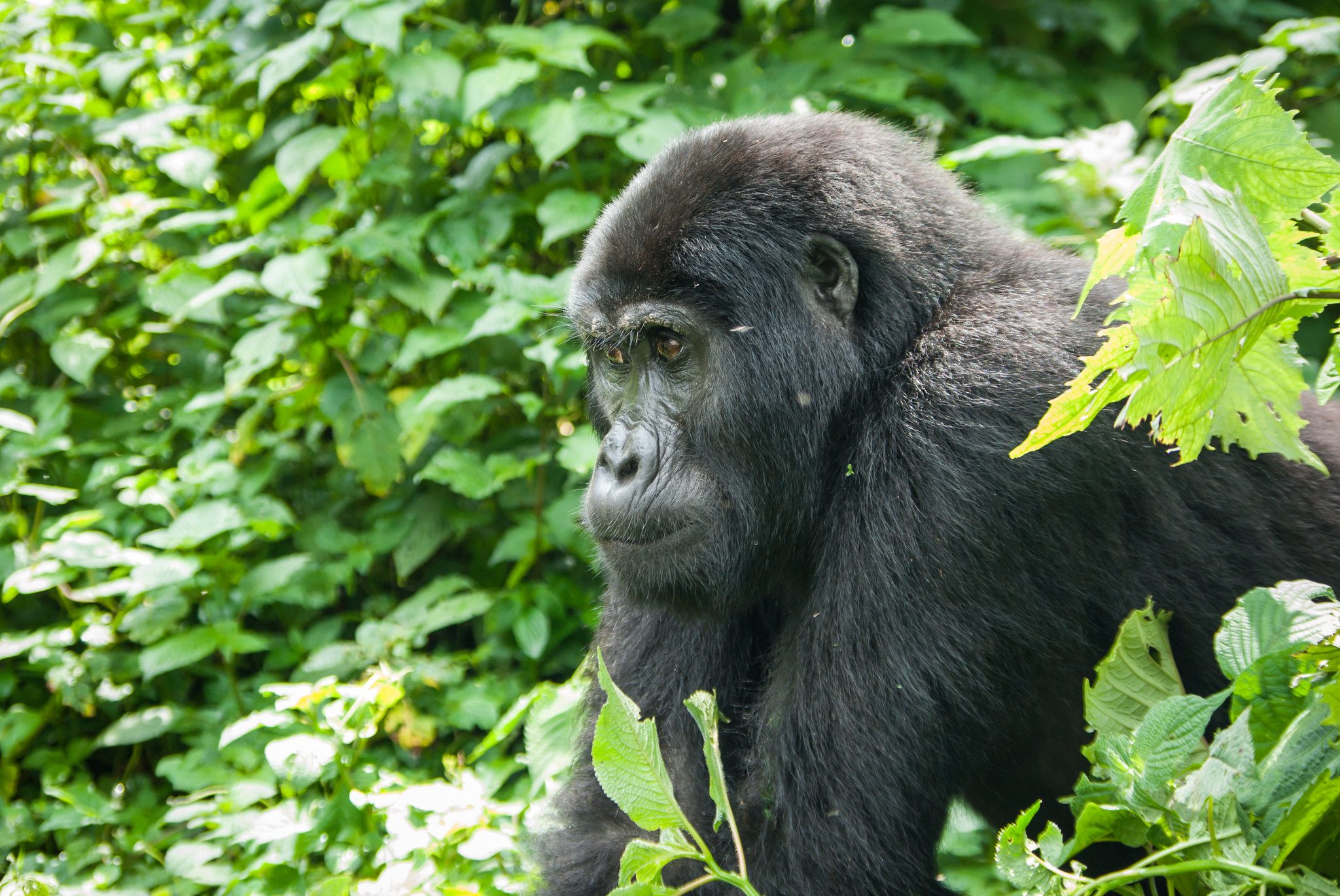 Month-by-Month Guide to Visiting Bwindi