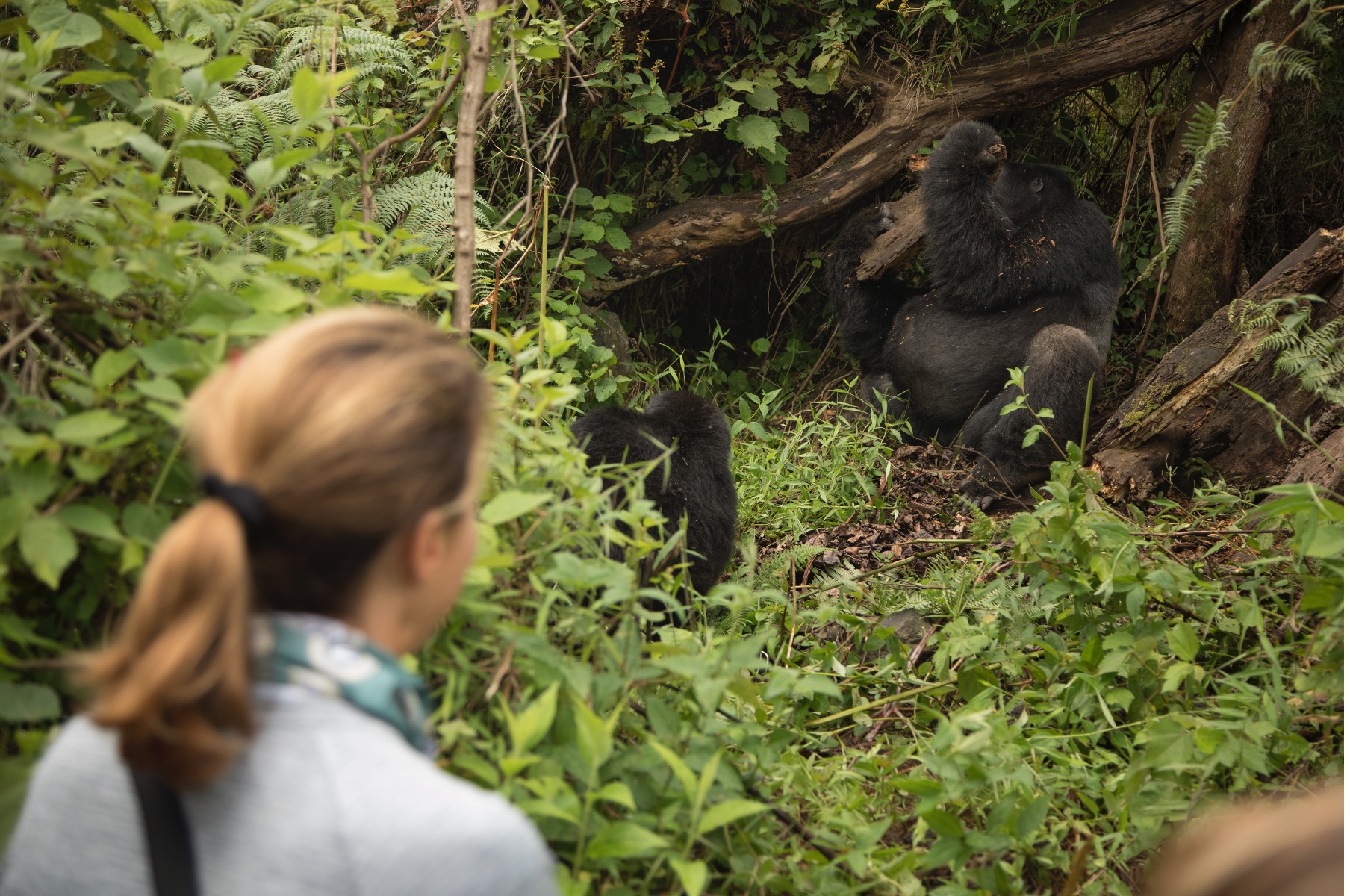 Best Time to Visit Uganda Gorilla Trekking