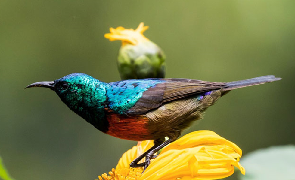 Weather and Climate in Bwindi Impenetrable National Park