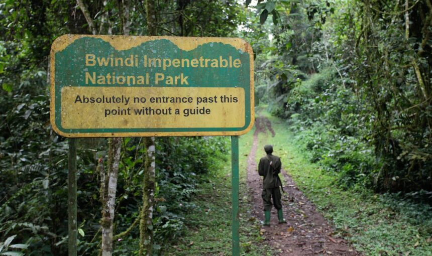 Bwindi Impenetrable National Park