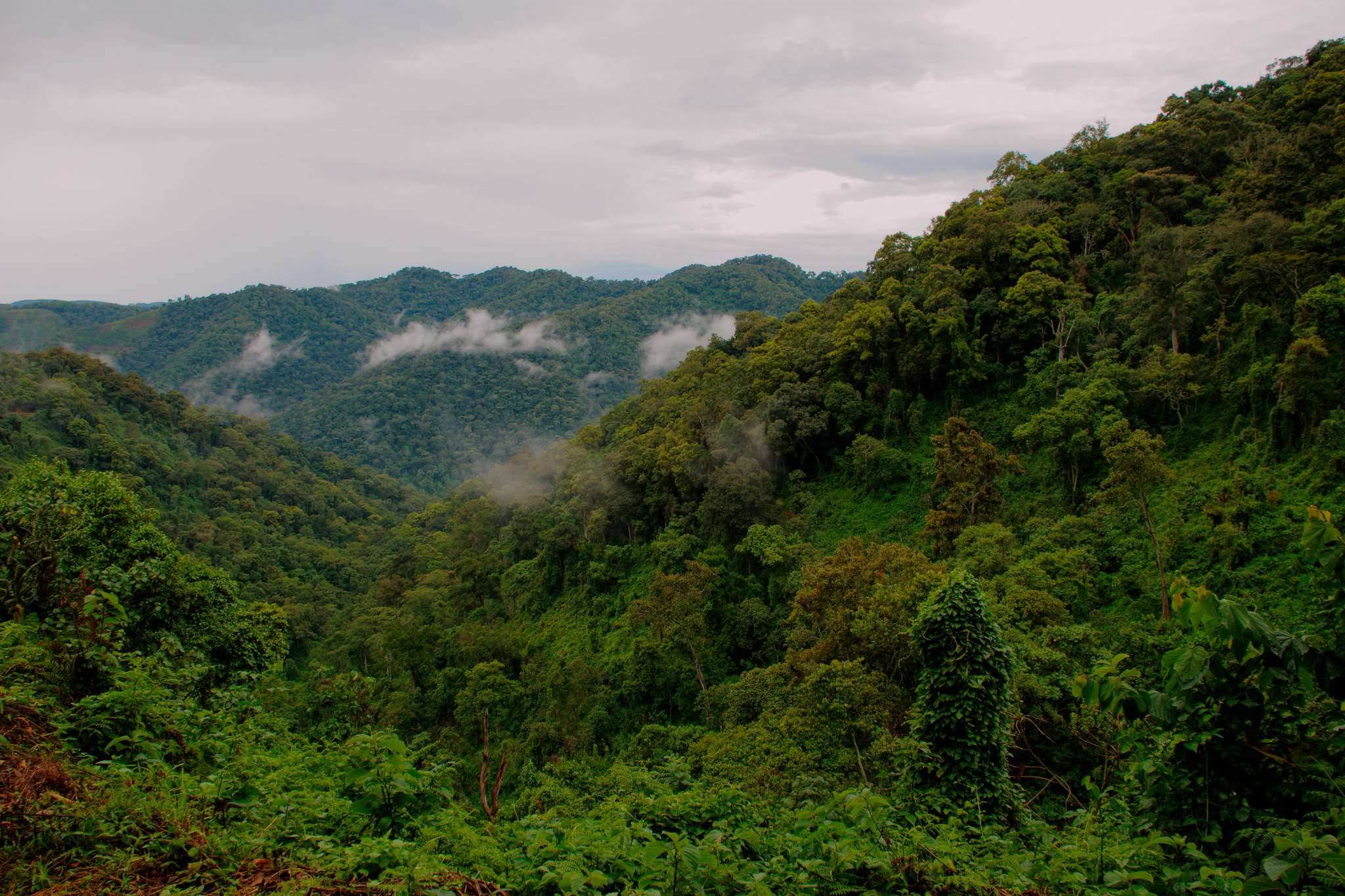 Best Time to Visit Bwindi Impenetrable National Park