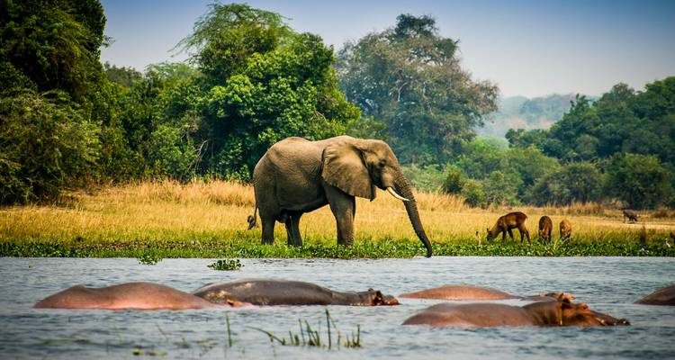 Things to do during Uganda Wildlife Safaris & Where to Go