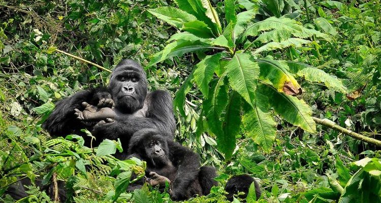 Cross River Gorilla Population — The World's Rarest Great Ape