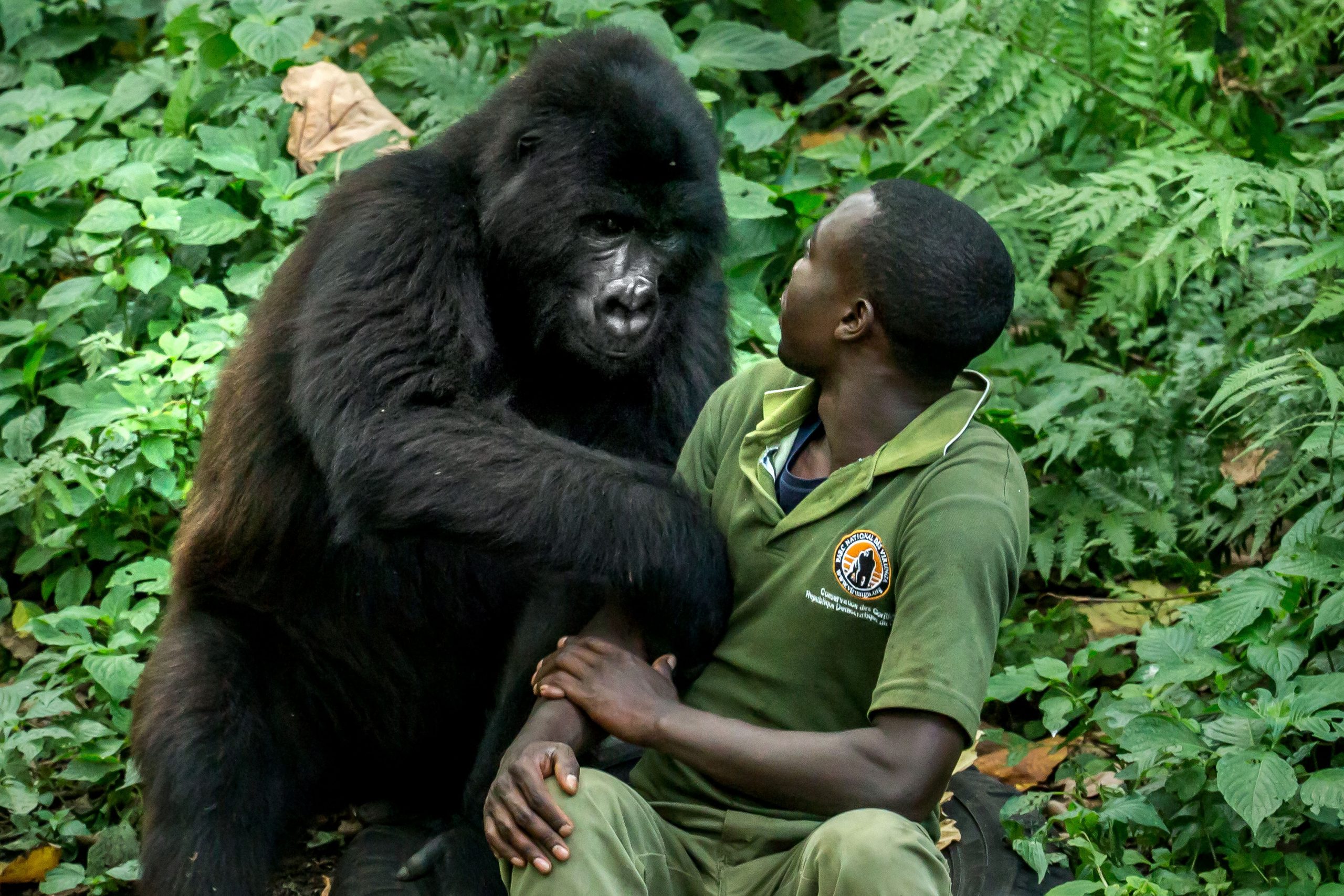 Best Time for Gorilla Trekking Uganda Compared to Rwanda