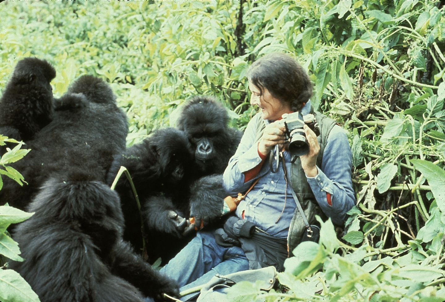 Habituated Gorilla Families
