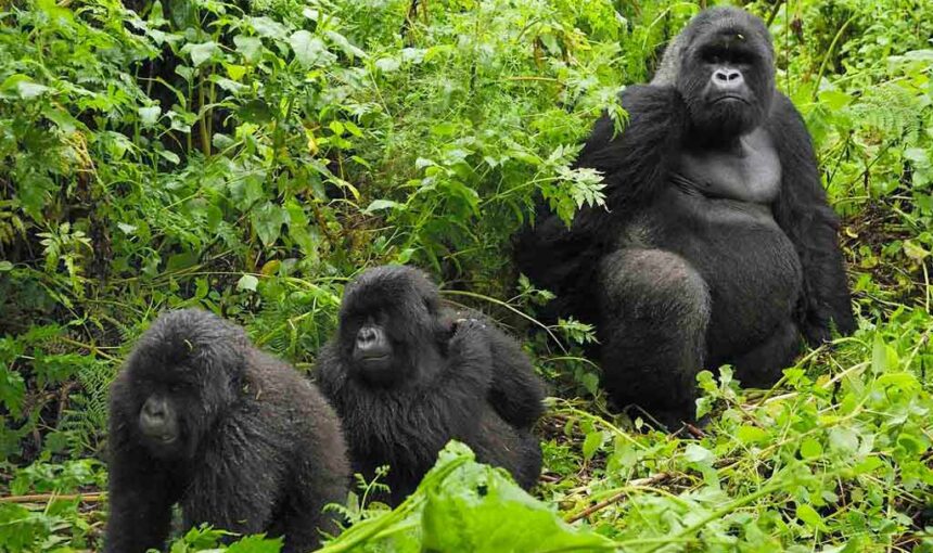 Mountain Gorilla Habitat Restoration