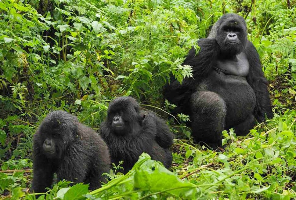 Mountain Gorilla Habitat Restoration