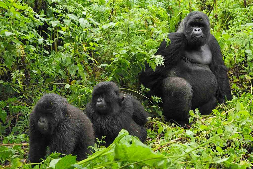 Mountain Gorilla Habitat Restoration