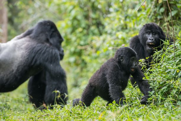 Mountain Gorilla Habitat Restoration