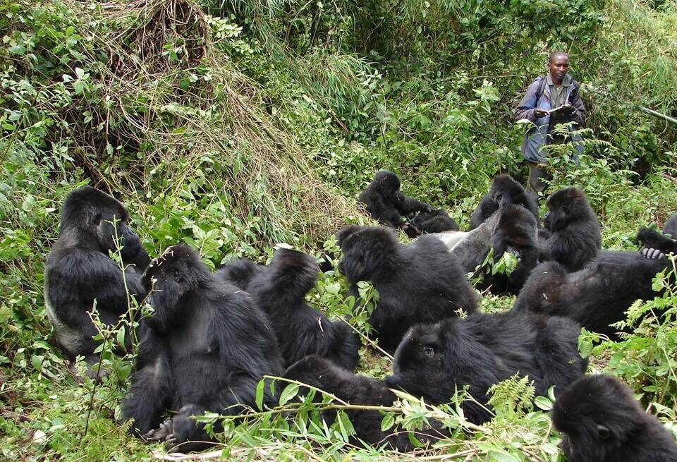 What is Gorilla Trekking?