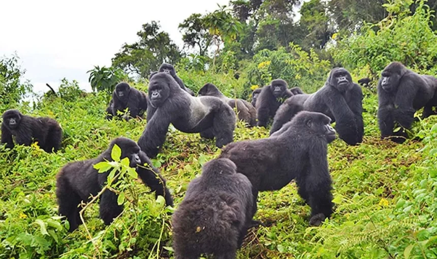 Endangered Mountain Gorillas