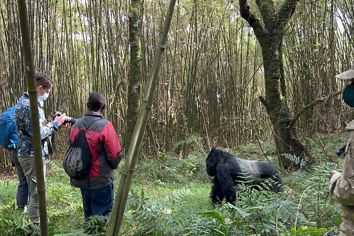 Can I Combine Rwanda and Uganda Safari?