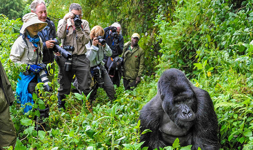 Gorilla Trekking Rwanda