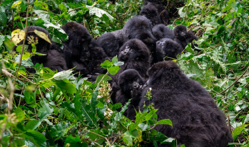 How Many Gorillas Are Left in the World