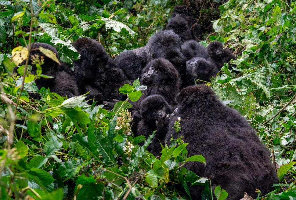 How Many Gorillas Are Left in the World