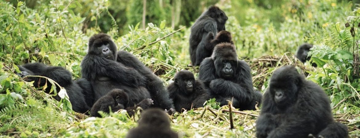 Habituated Gorilla Families