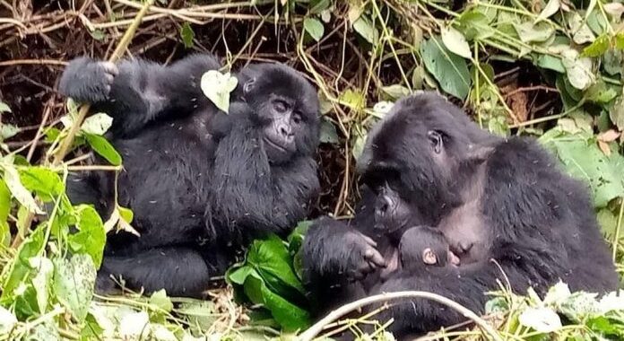 Best Countries for Gorilla Trekking in Africa
