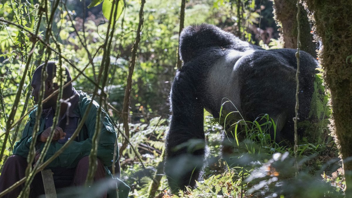 Luxury Gorilla Trekking Rwanda
